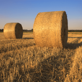 Hay Harvest Experience