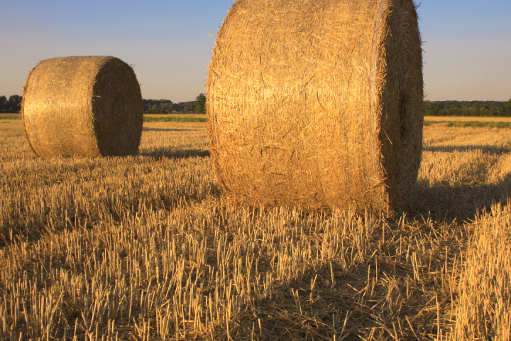 Hay Harvest Experience