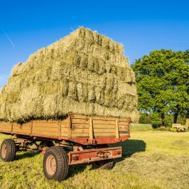 Hay Harvest Experience