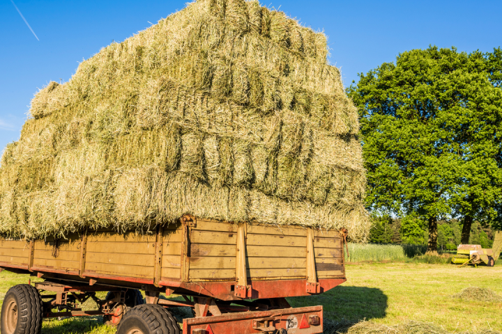 Hay Harvest Experience