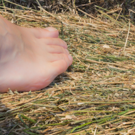 Hay Harvest Experience