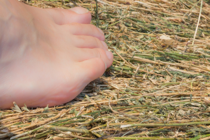 Hay Harvest Experience