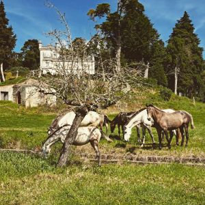Horseback Riding Tour