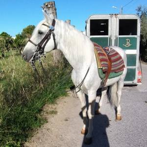 Horseback Riding Tour