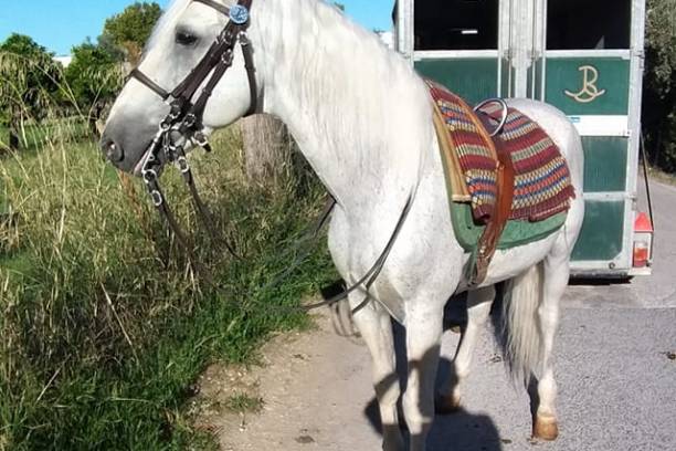 Horseback Riding Tour