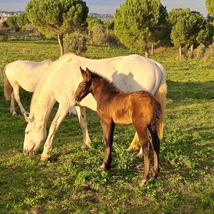 Horseback Riding Tour