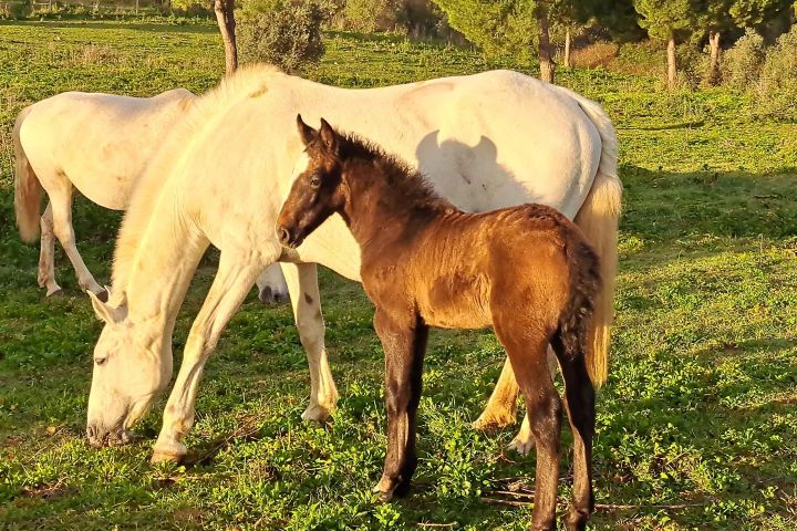 Horseback Riding Tour