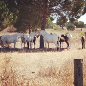 Horseback Riding Tour