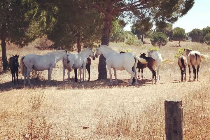 Horseback Riding Tour