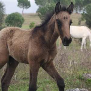 Horseback Riding Tour