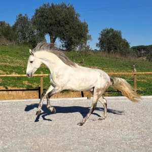 Horseback Riding Tour