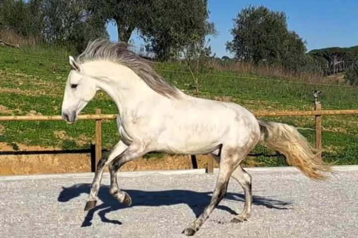 Horseback Riding Tour