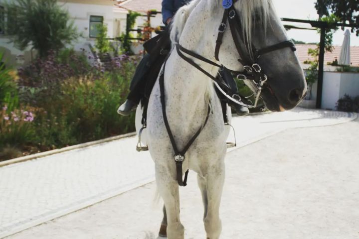 Horseback Riding Tour