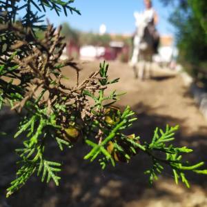Horseback Riding in the Vineyard