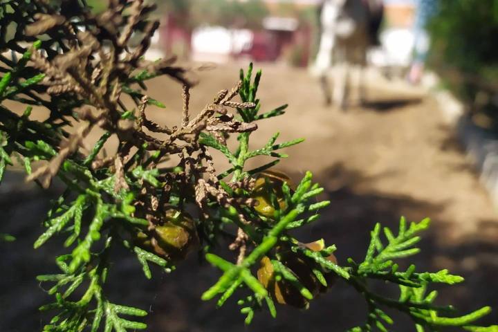 Horseback Riding in the Vineyard