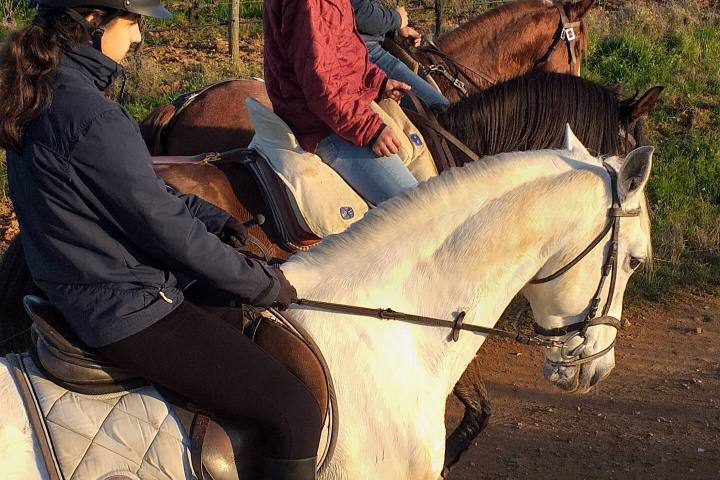 Horseback Riding in the Vineyard