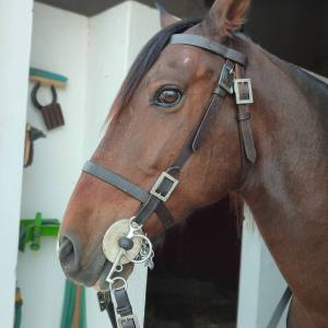 Horseback Riding in the Vineyard
