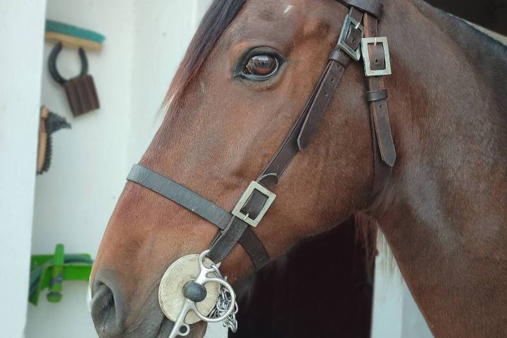 Horseback Riding in the Vineyard