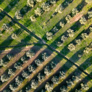 Aerial view of a grid-patterned olive tree orchard with long shadows cast by the trees.