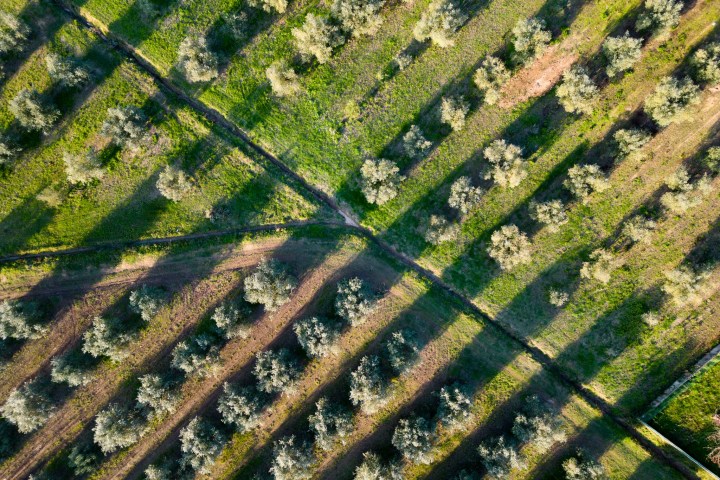 Aerial view of a grid-patterned olive tree orchard with long shadows cast by the trees.