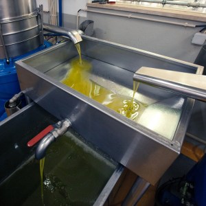 Olive oil flowing into metal containers in a processing facility.