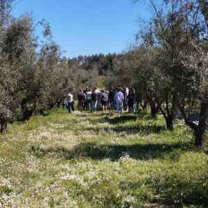 Group walking through olive grove under clear blue sky.