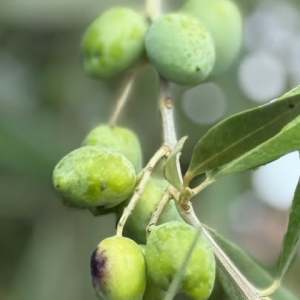 Close-up of green olives on a branch with leaves.