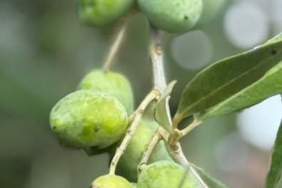 Close-up of green olives on a branch with leaves.
