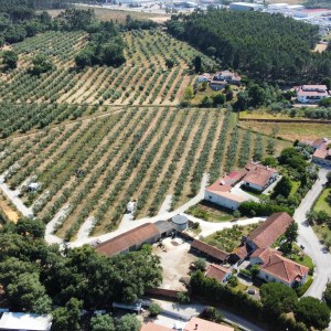 Aerial view of a large vineyard with surrounding buildings and forested area.