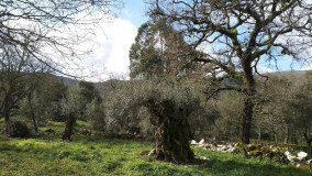 Olive oil Tasting Tour