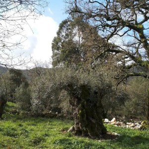 Olive oil Tasting Tour