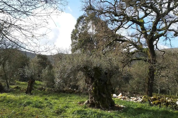 Olive oil Tasting Tour