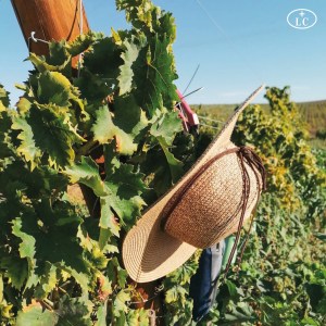 reguengos de monsaraz wine tour