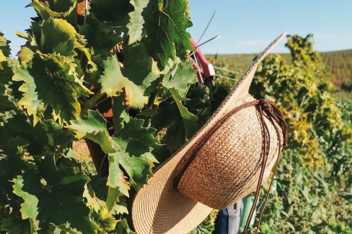 reguengos de monsaraz wine tour