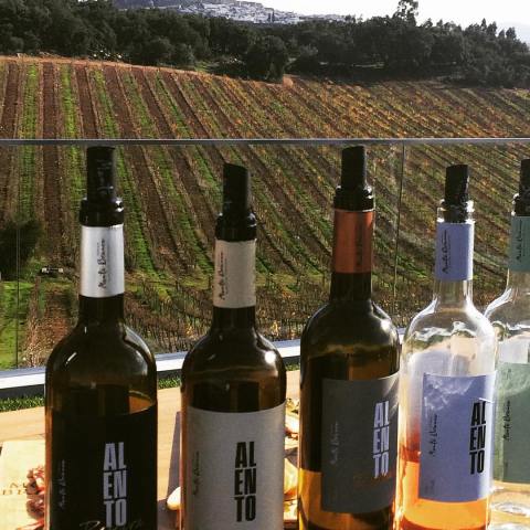 Estremoz wine tasting