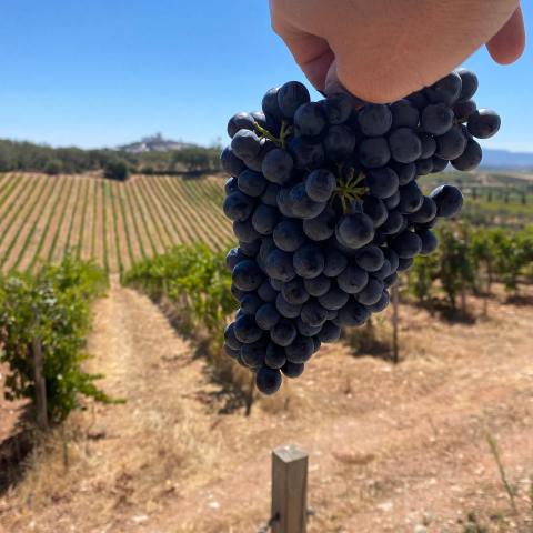 Estremoz wine tasting