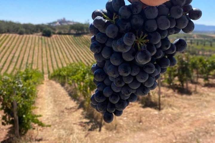 Estremoz wine tasting