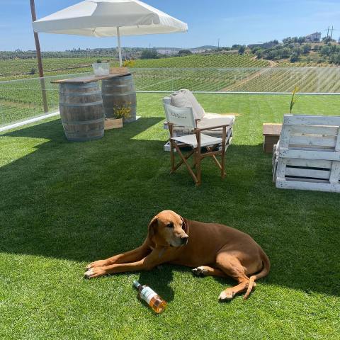 Estremoz wine tasting