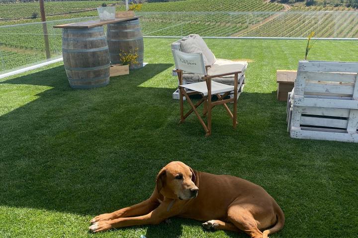 Estremoz wine tasting