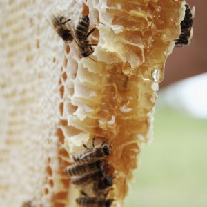 a piece of cake sitting on top of a nest