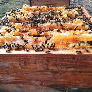 a pizza sitting on top of a wooden cutting board