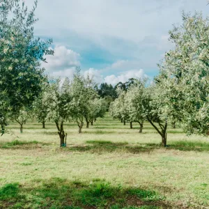 Olive Grove and Olive Oil Press Tour