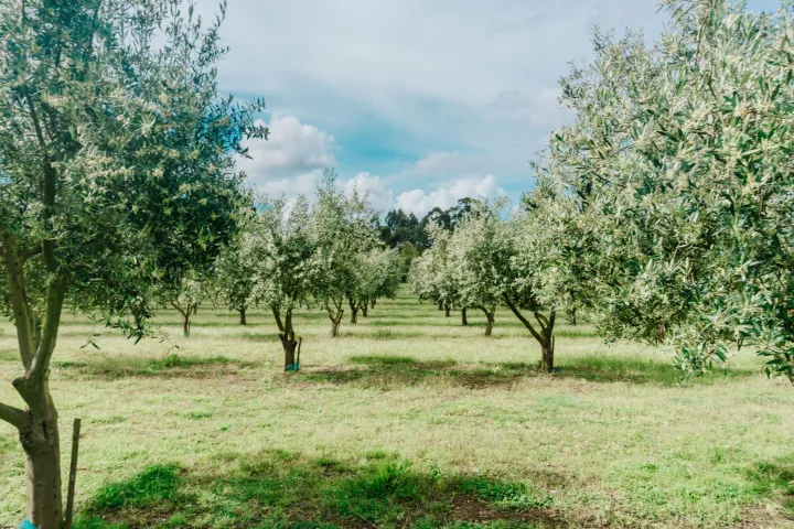 Olive Grove and Olive Oil Press Tour