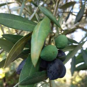 Olive Grove and Olive Oil Press Tour