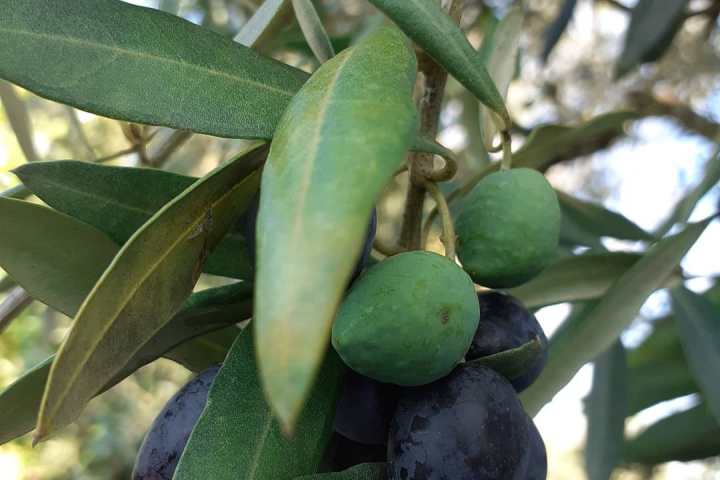 Olive Grove and Olive Oil Press Tour