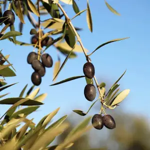Olive Grove and Olive Oil Press Tour