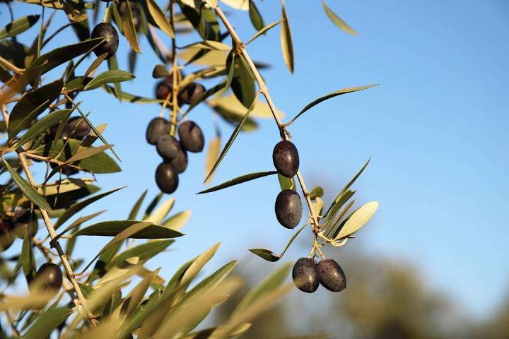 Olive Grove and Olive Oil Press Tour