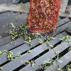 Olive Grove and Olive Oil Press Tour