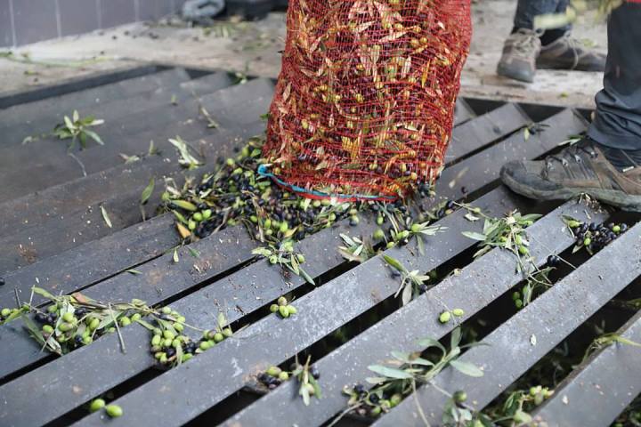 Olive Grove and Olive Oil Press Tour