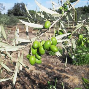 Olive Grove and Olive Oil Press Tour